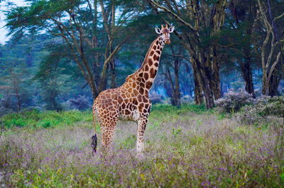 Nakuru park giraffe