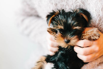 Close-up of hand holding dog at home