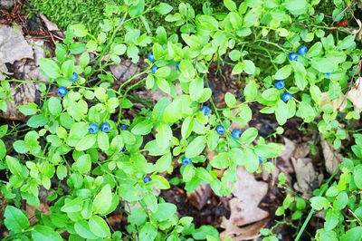 High angle view of plants growing on field