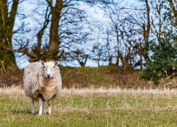 Ewe on landscape