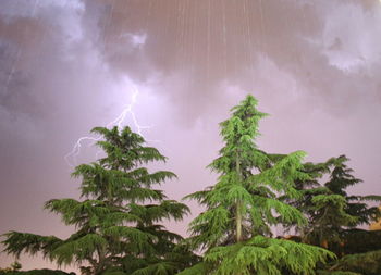 Low angle view of tree against sky