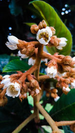 Close-up of wilted flowering plant