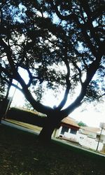 tree