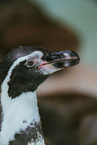 Close-up of a bird