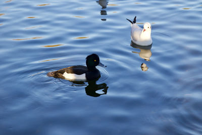 High angle view of ducks swimming in lake