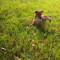 High angle view of dog on field