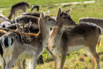 Close-up of deer standing on field