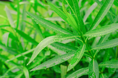 Close-up of wet plant