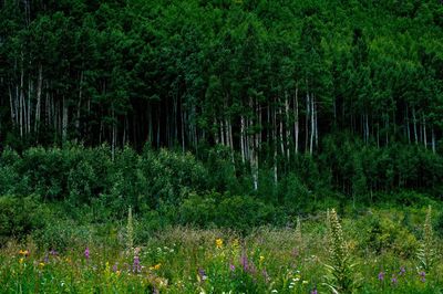 Trees in forest