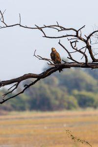 Low angle view of birds perching on tree
