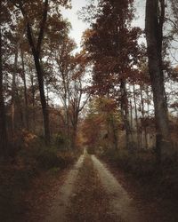 Trees in forest during autumn