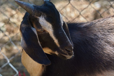 Close-up of goat