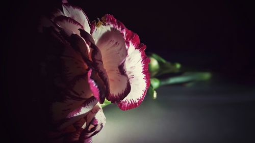 Close-up of pink rose flower against black background