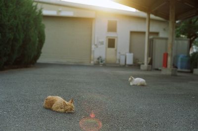 Stray cats sleeping on road against house