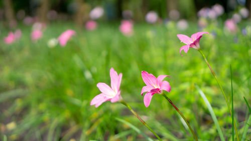 Pink rain lily petals on green leaf, corolla blooming under morning sunlight, know as rainflower