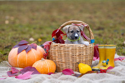 Close-up of a dog in basket