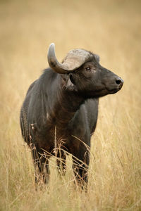 Cape buffalo turns head right in grass