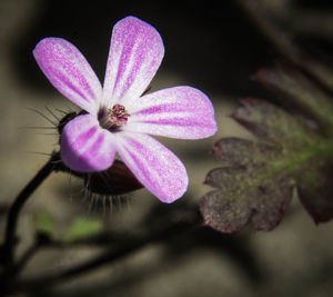 Close-up of pink flower