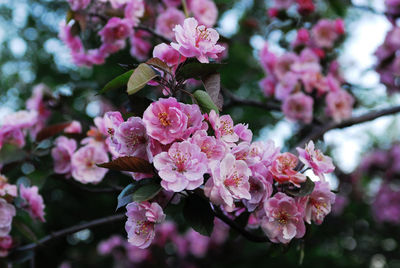 Close-up of pink flowers in park