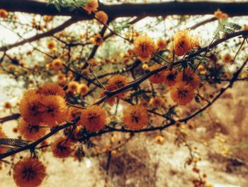 Low angle view of flowers growing on tree