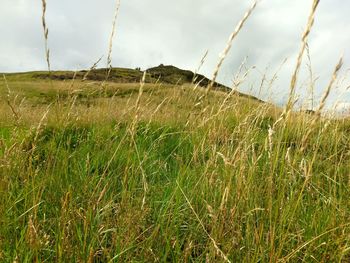 Scenic view of grassy field against sky