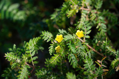 plant