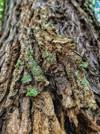 Close-up of moss on tree trunk