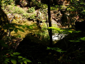Plants and trees in forest