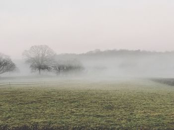 Scenic view of trees on landscape against sky