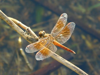 Close-up of dragonfly on twig