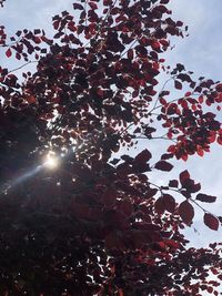 Low angle view of sunlight streaming through tree