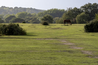 Horses grazing in a field