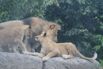 View of cats on rock against trees