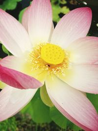 Close-up of yellow flower blooming outdoors