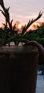 Close-up of potted plant