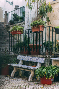 Plants in front of building