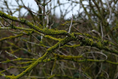 Close-up of plant growing on branch