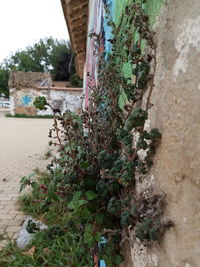 Close-up of ivy growing on tree trunk