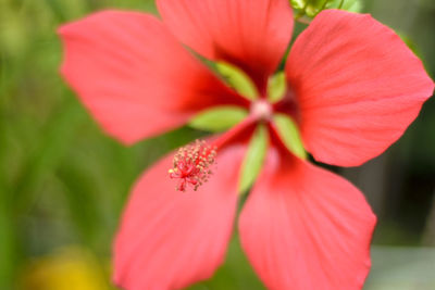 Close-up of red hibiscus flower