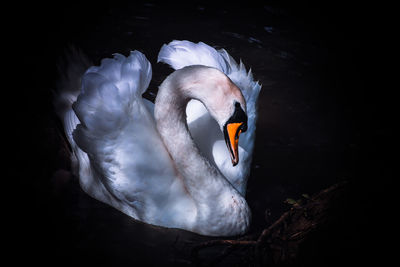 Close-up of swan in lake