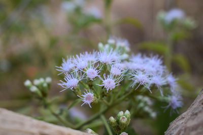 Close-up of purple flowering plant