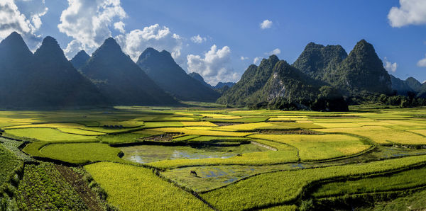 Scenic view of agricultural field against sky