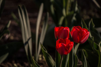 Close-up of red rose flowers