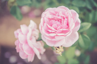 Close-up of pink flower