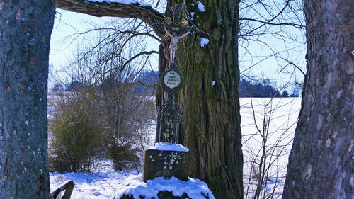 Bare trees on snow covered field during winter