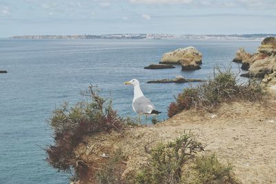 Seagulls perching on rock by sea against sky