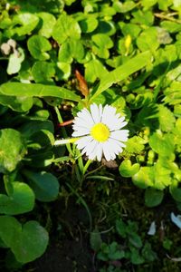 High angle view of white flowering plant