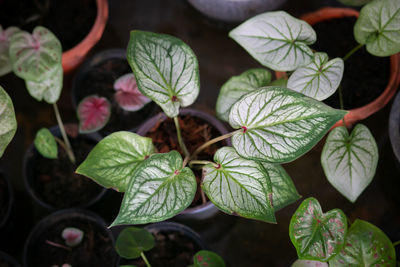High angle view of potted plant leaves