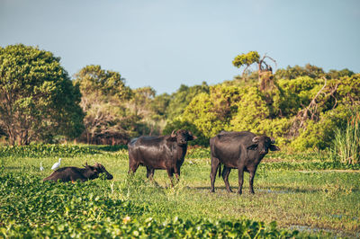 Horse grazing on field