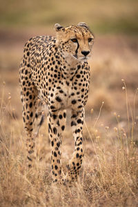 Cheetah walking on grassy field 